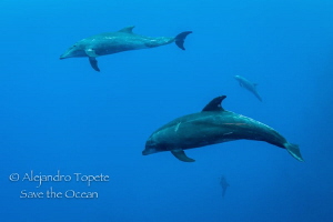 Dolphins in the Blue, Roca Partida México by Alejandro Topete 